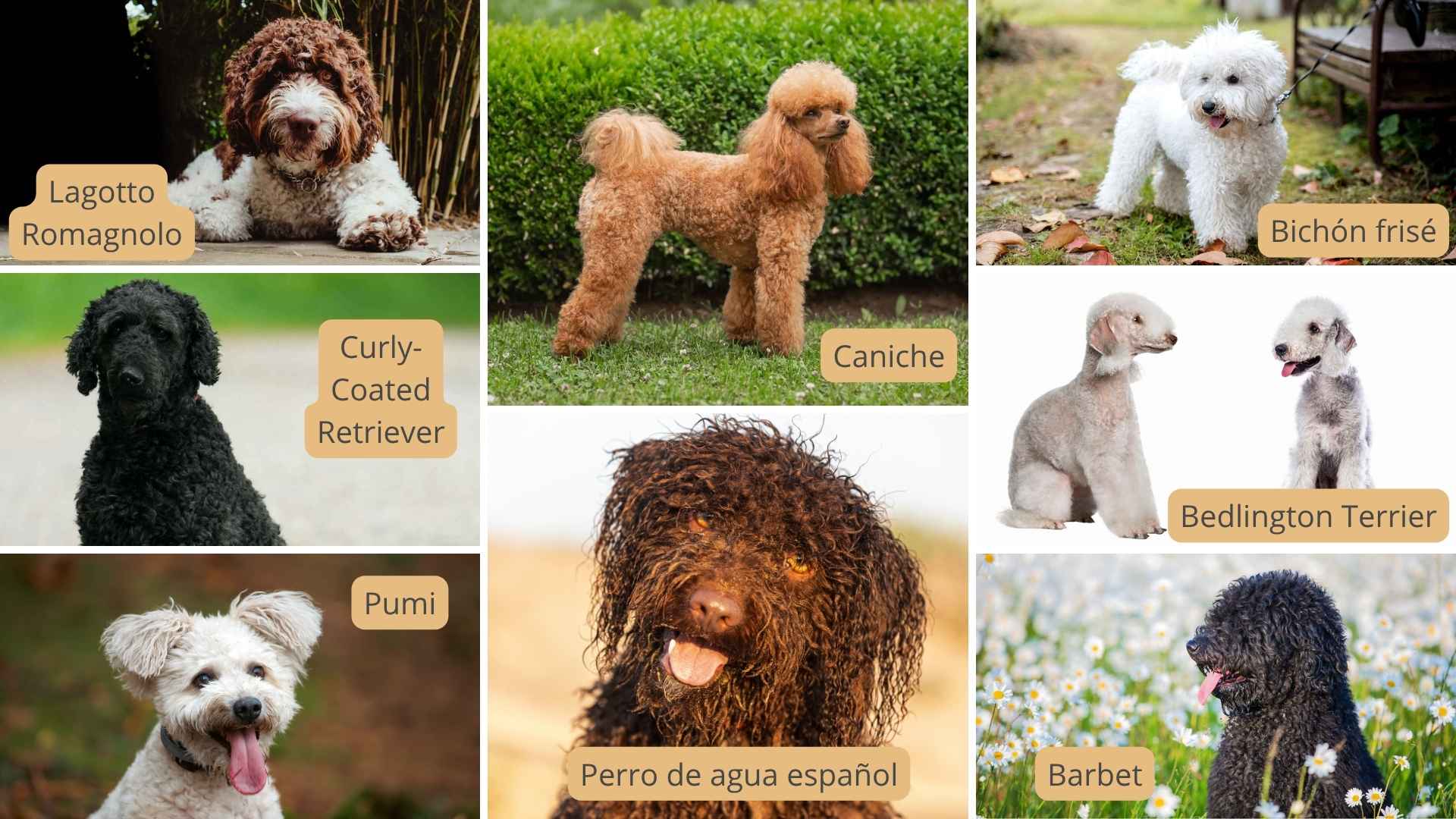 perros de pelo rizado razas